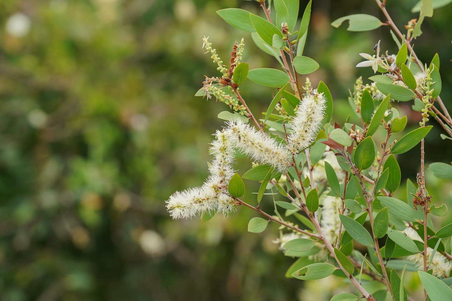 Melaleuca: la pianta miracolosa che rivoluziona la cura della pelle ...