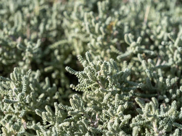 Santolina: il segreto del giardino perfetto rivelato