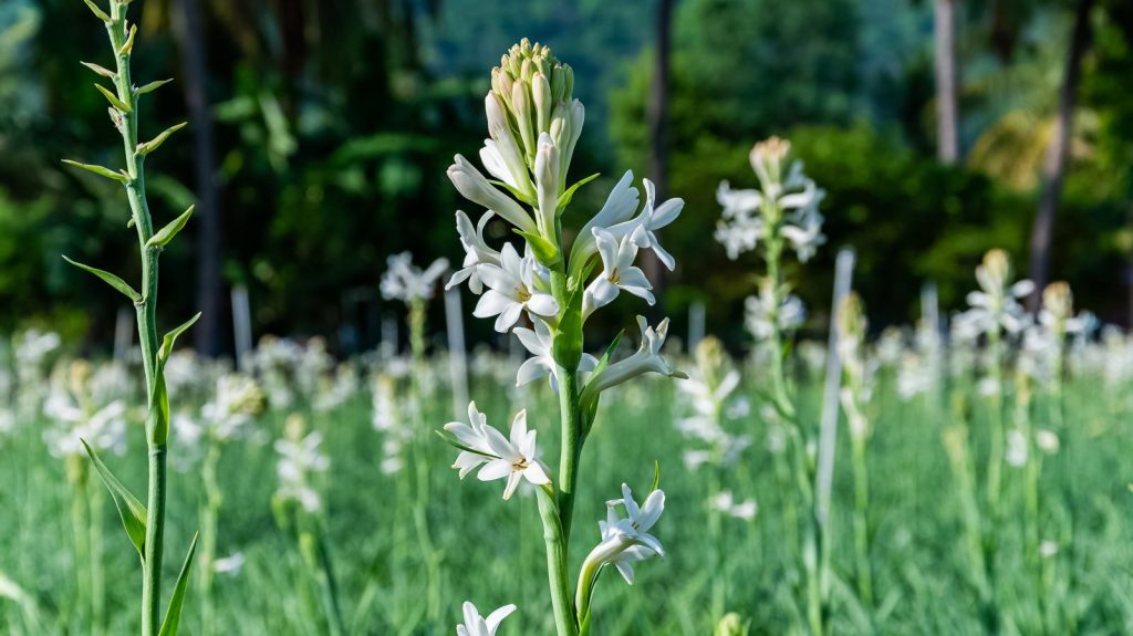 Tuberosa